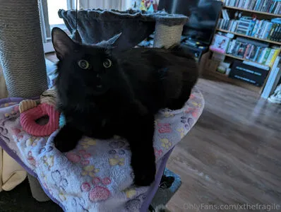 Xthefragile OnlyFans Leaked Free Thumbnail Picture - #IG5HzNORV4