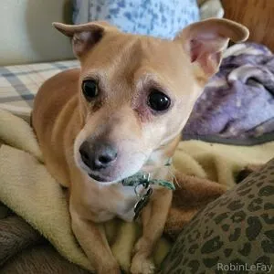 Yourbaerobinlefay OnlyFans Leaked Free Thumbnail Picture - #mRBmMKj4Y0