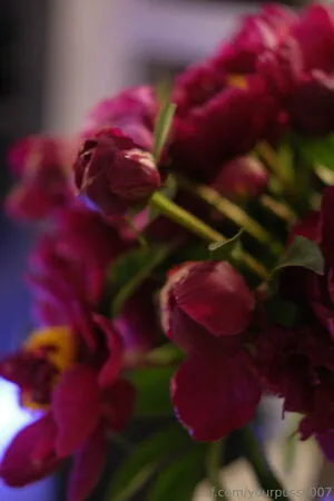 Yourpussy007 OnlyFans Leaked Free Thumbnail Picture - #A9oJ1a66UU