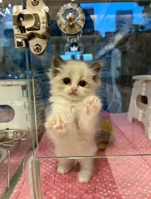 YourSmallDoll OnlyFans Leaked Free Thumbnail Picture - #l8M5atFnoj