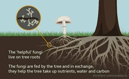 Zaradar Tv OnlyFans Leaked Free Thumbnail Picture - #DHKsXjDEb0