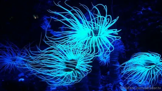 Zaradar Tv OnlyFans Leaked Free Thumbnail Picture - #tOM4SV4ymT